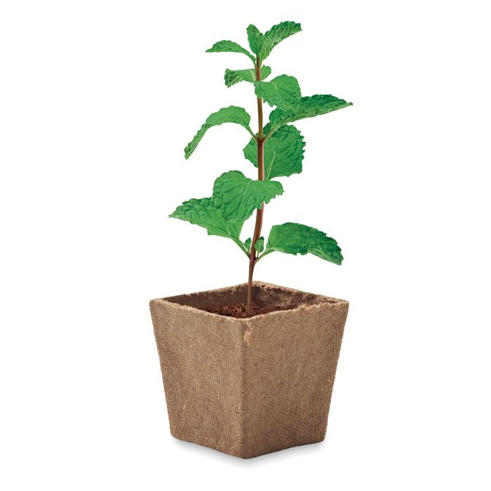 MO2410-13Mint Kit Pflanz-Set Minze_ beige