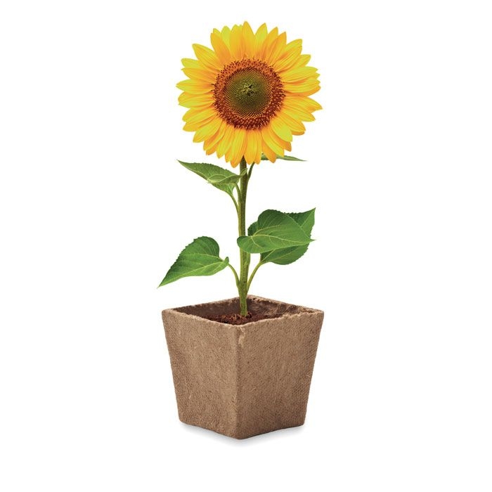 MO2411-13Sunflower Kit Pflanz-Set Sonnenblume_ beige