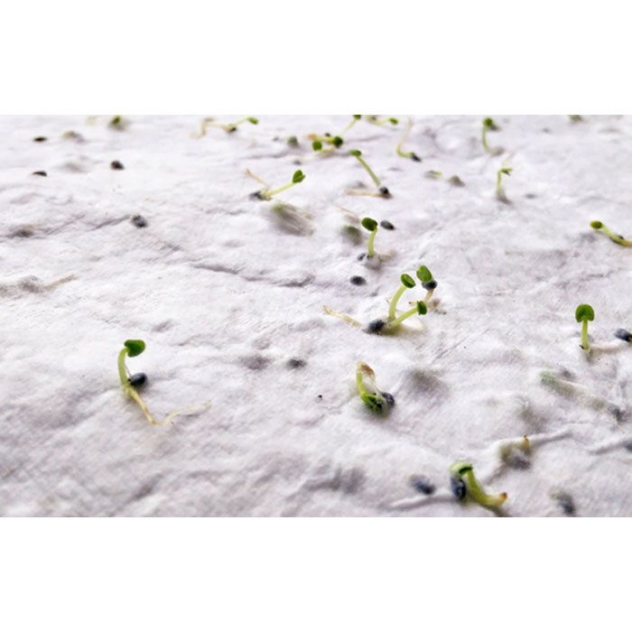 MO6916-06Asido DIN A6 Wildblumen-Samenpapier_ weiss