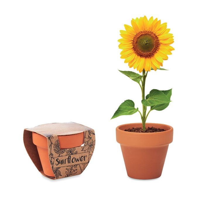 MO6147-40Sunflower Terracotta-Topf Sonnenblume_ holz