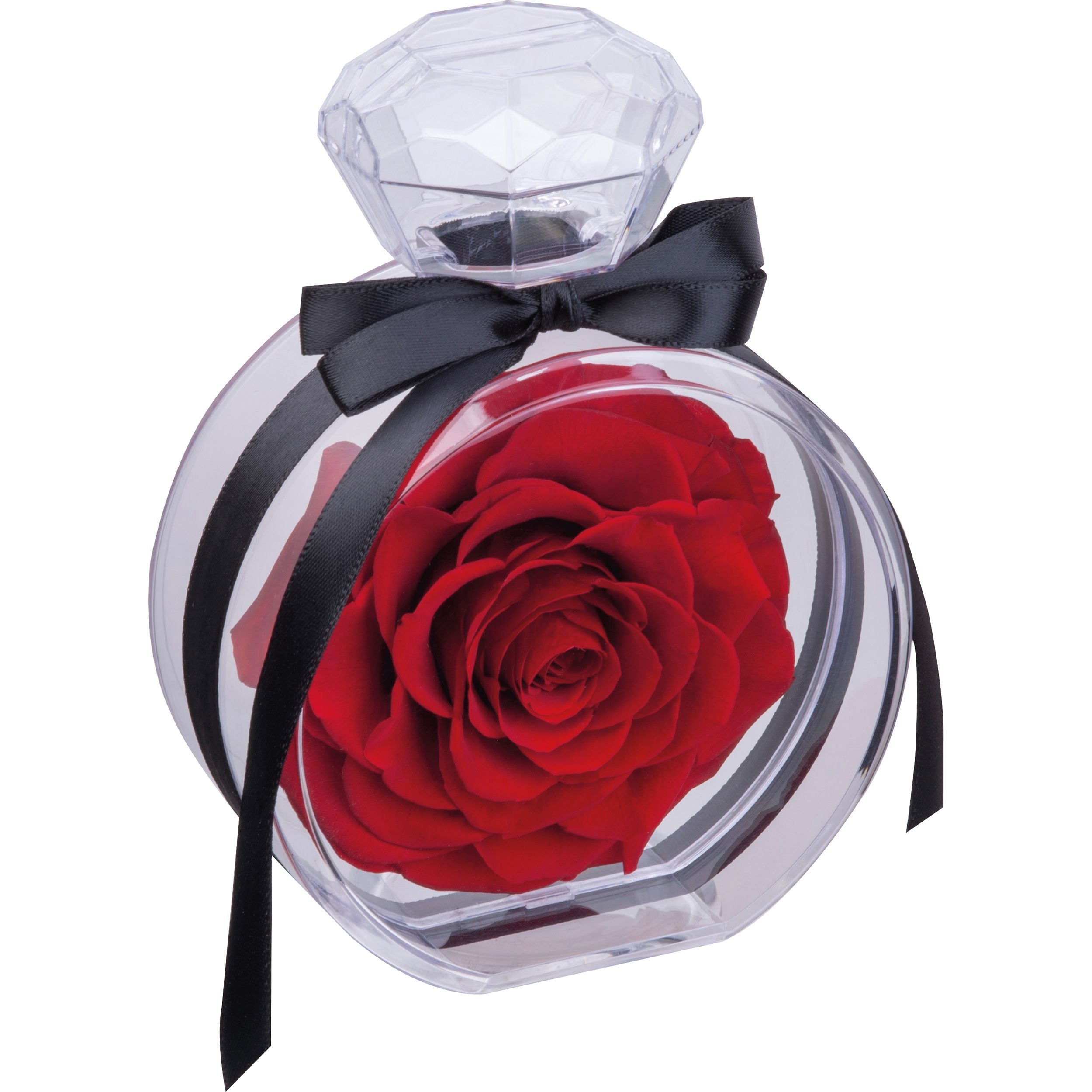 MA75427Konservierte Rose MARCELLA