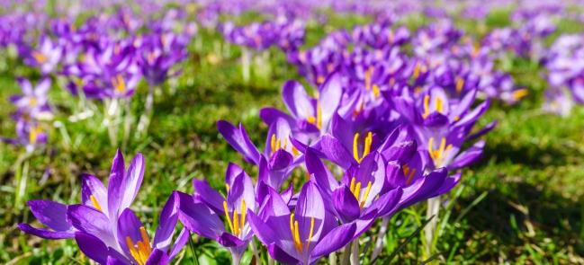 Werbeartikel Frühlingsanfang