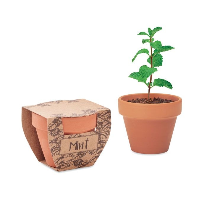 MO2218-40Mint Pot Terrakotta-Topf Minze_ holz