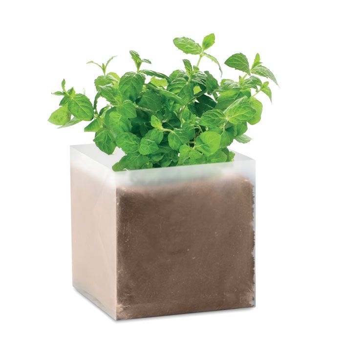 MO9546Mint Pflanz-Set _Minze_