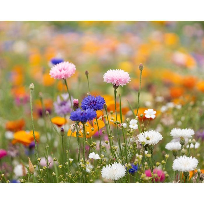 MO6916-06Asido DIN A6 Wildblumen-Samenpapier_ weiss